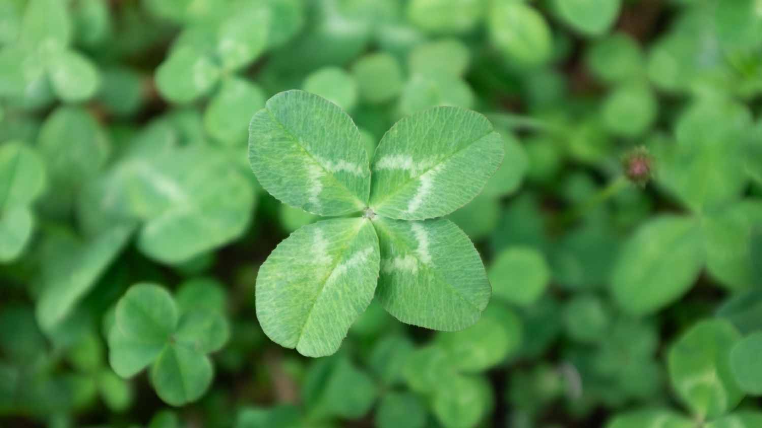 Close up of four-leaf clover 