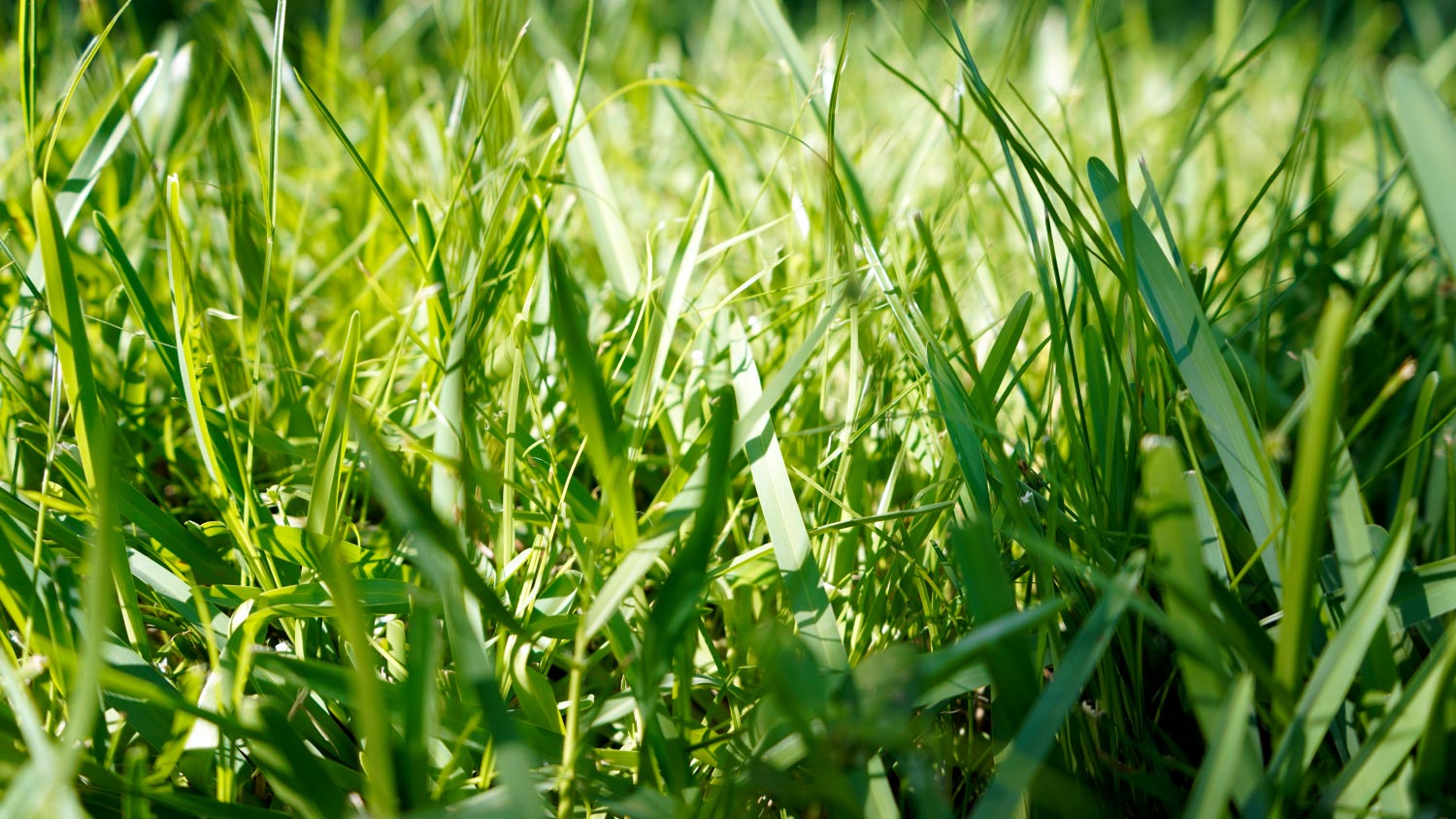 Close up of a lawn full of Bermuda grass