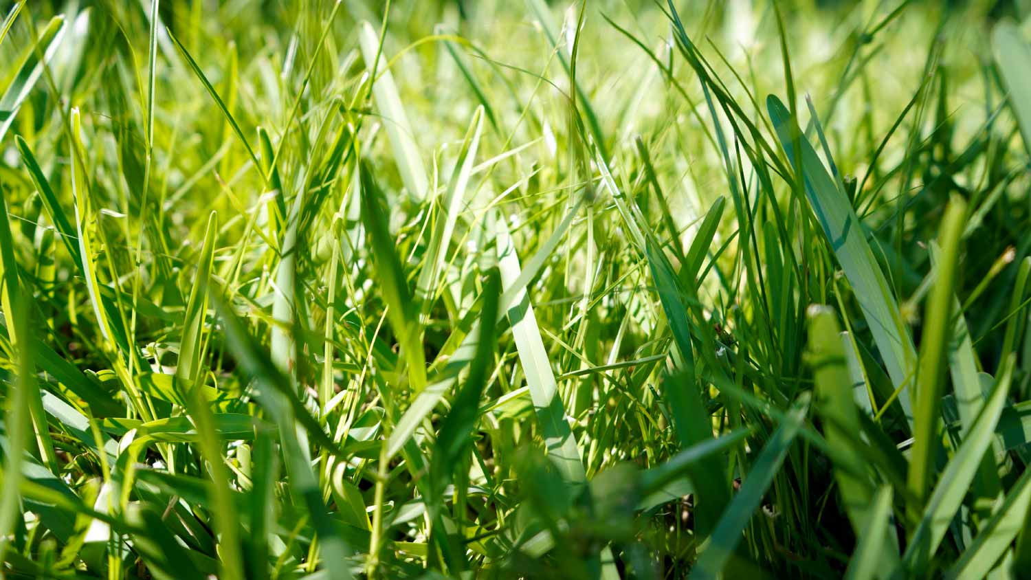 Close up of a lawn full of Bermuda grass 