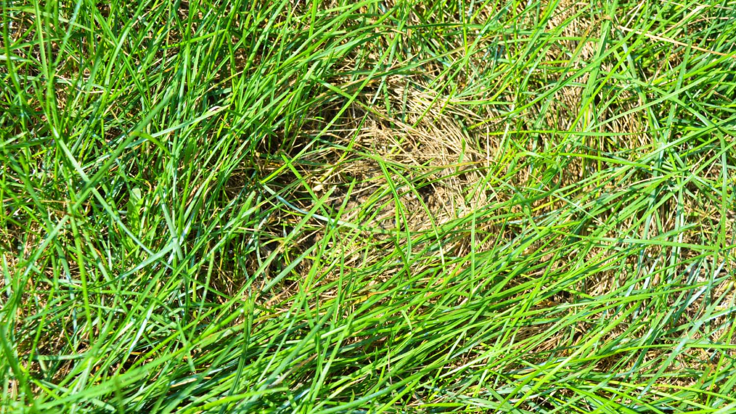 Close up lawn thatch