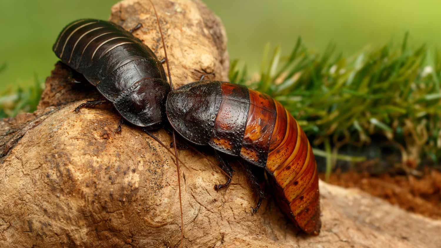 Close-up madagascar cockroaches