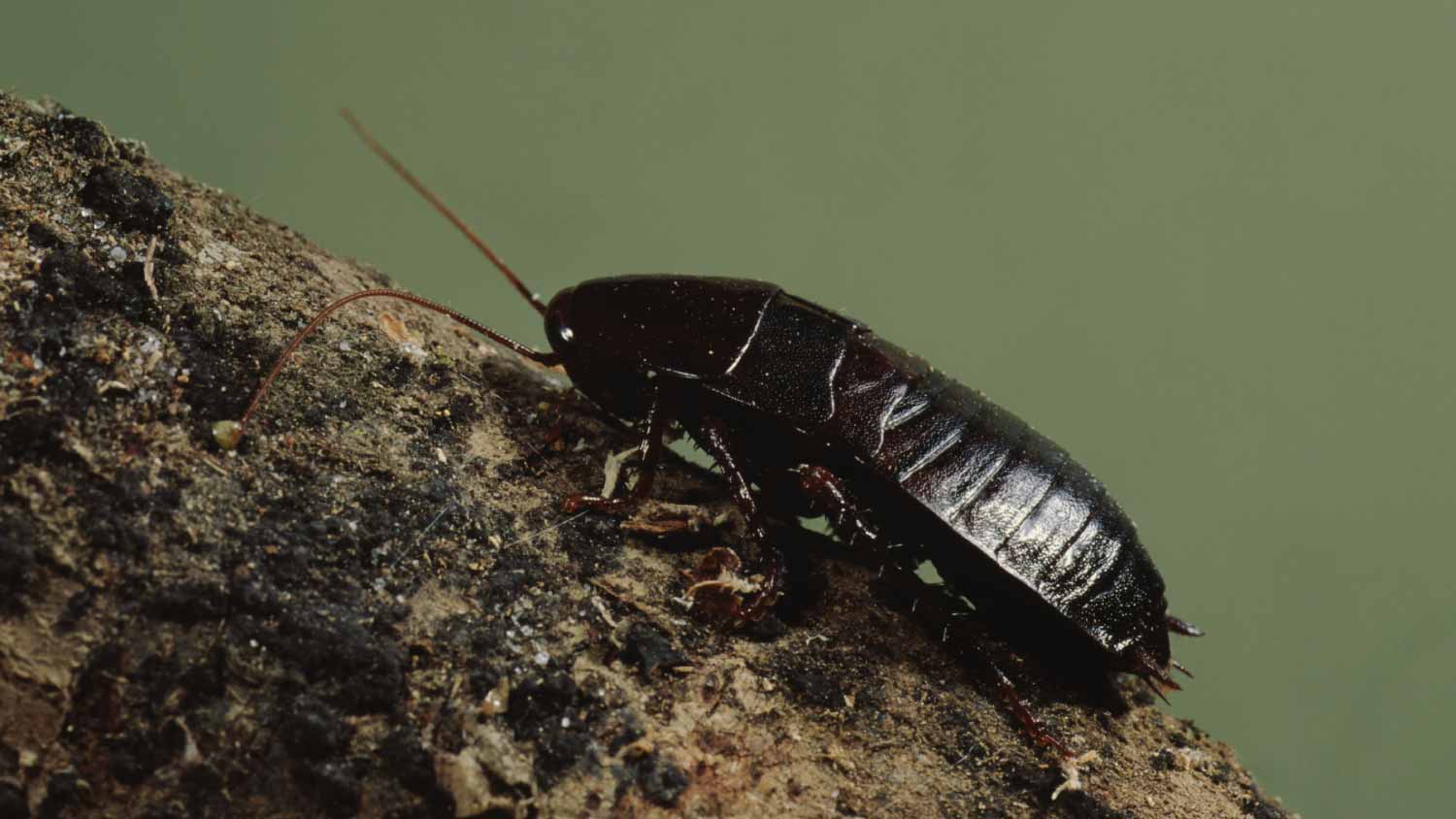 Close up oriental cockroach