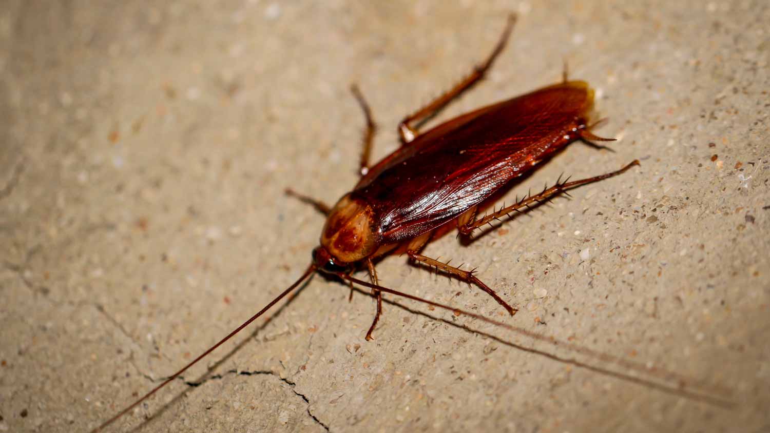 Close up pennsylvania cockroach