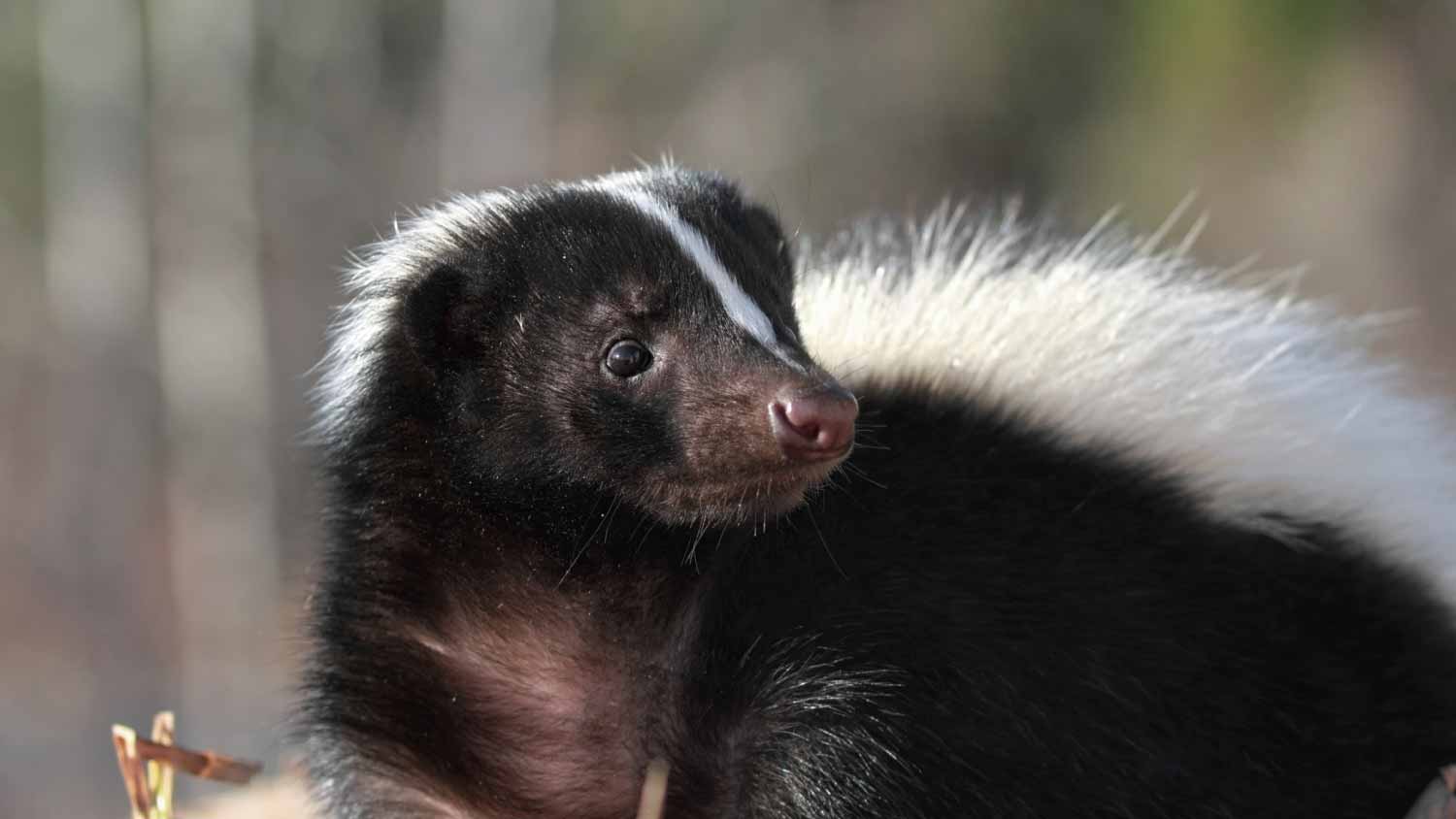 Close up of skunk in nature