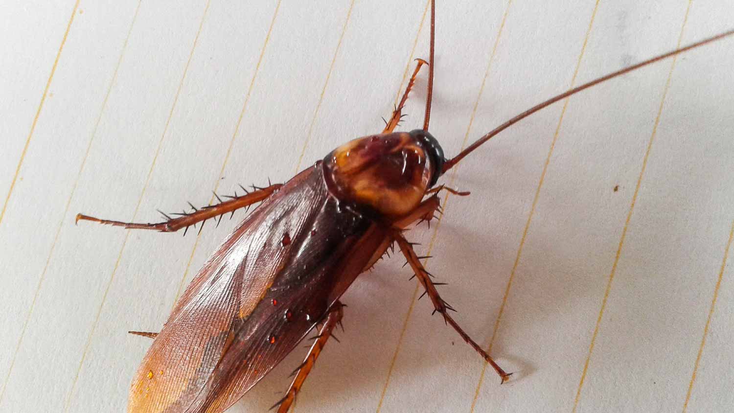 Close up smokybrown cockroach