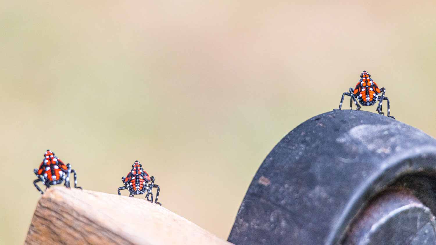 Close-up of spotted lanternflies