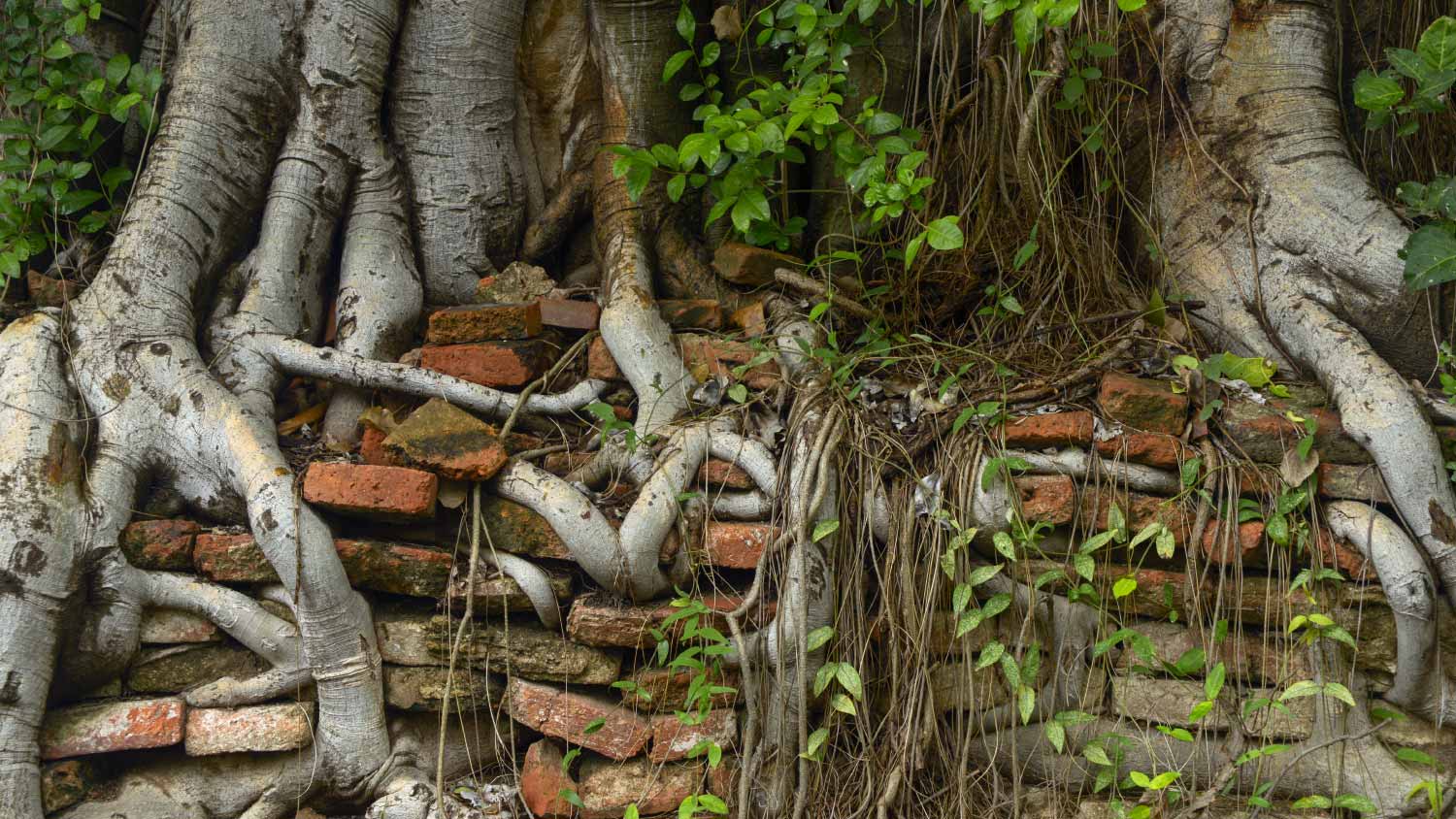 Close-up of tree roots