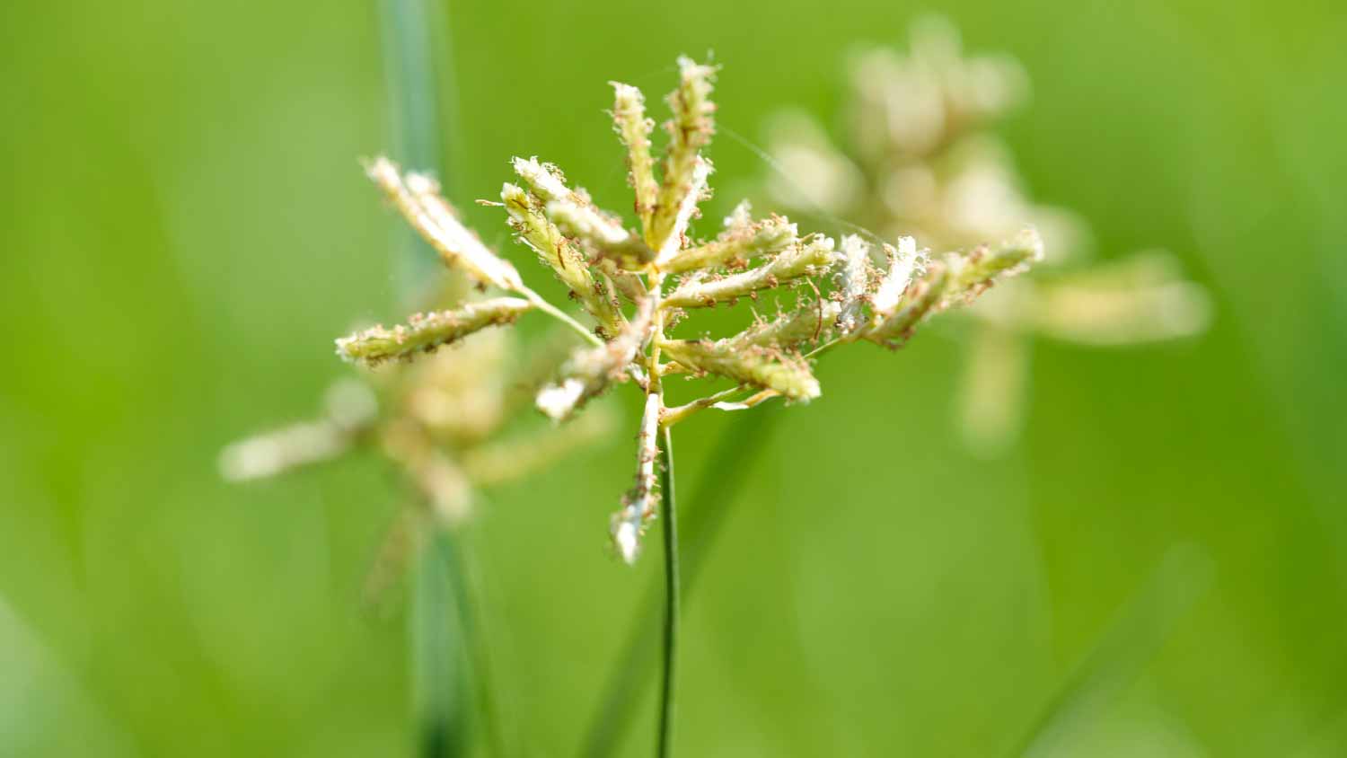 Close up of yellow nutsedge