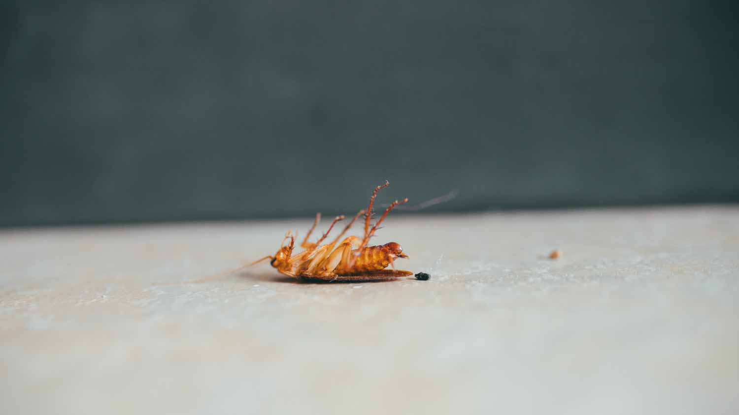 Cockroach in house floor