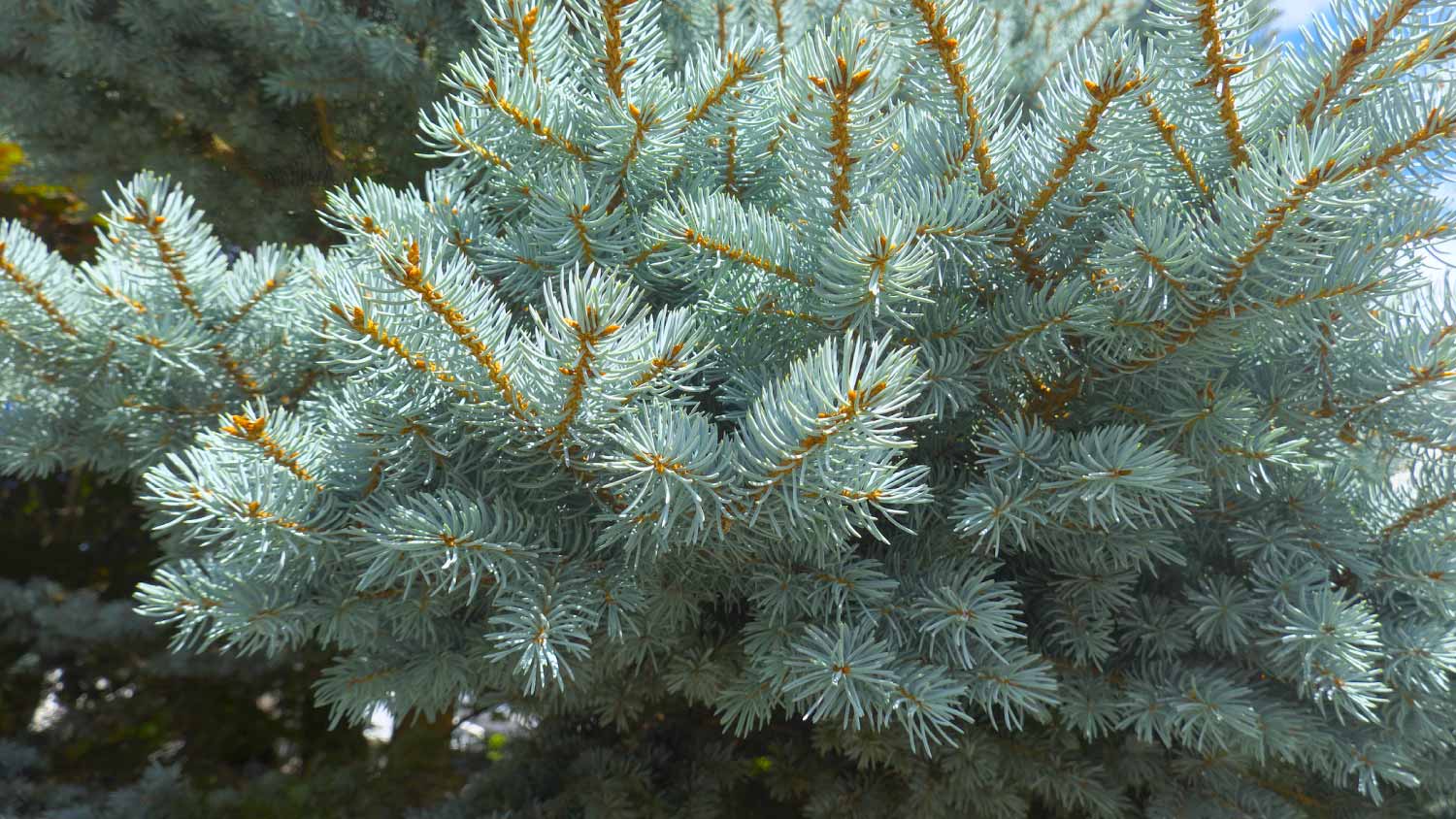  Colorado Spruce branches