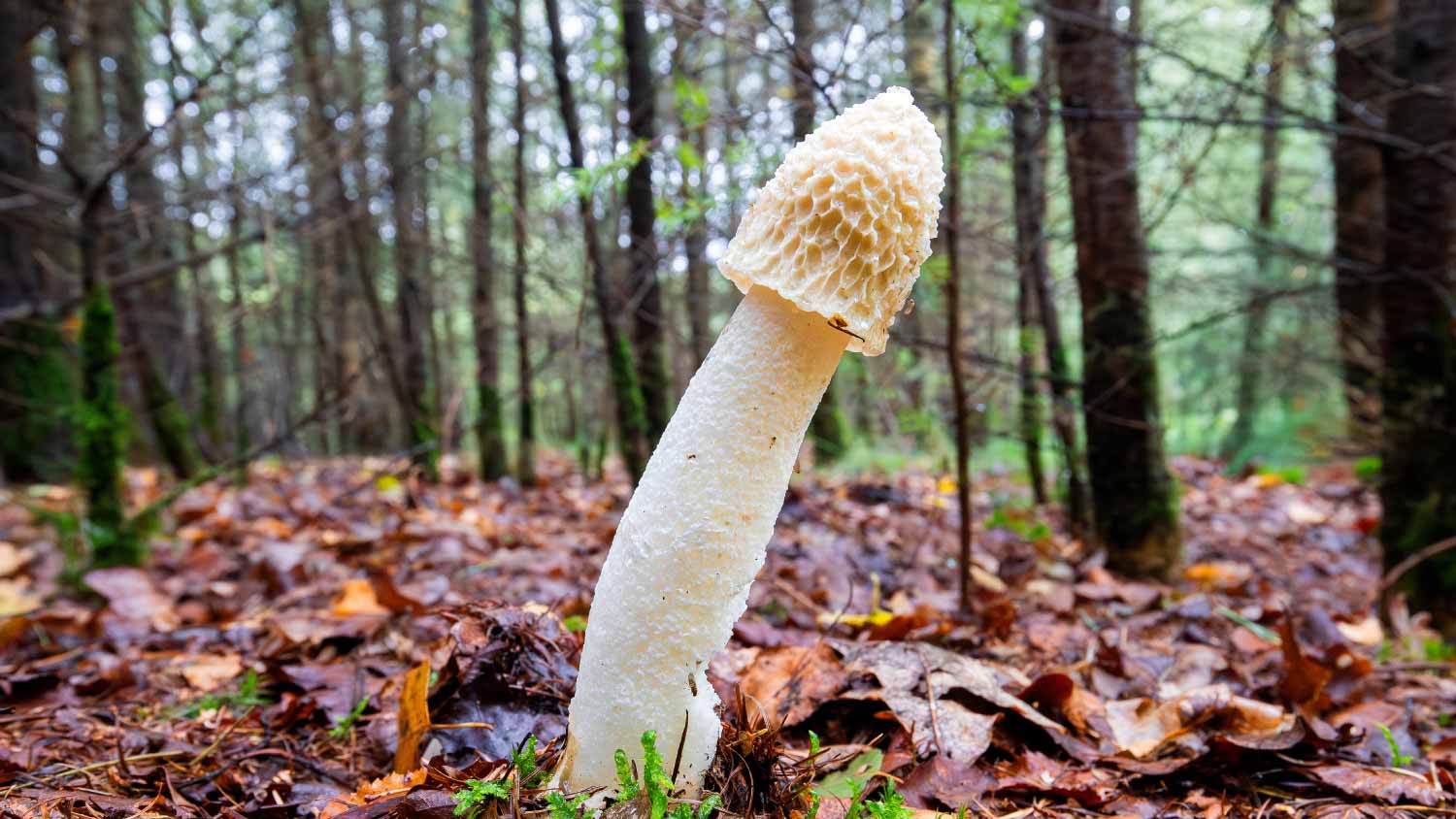 Common Stinkhorn Mushrooms