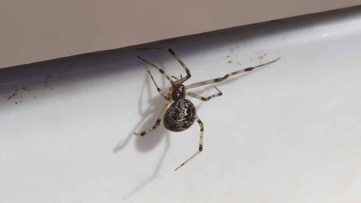 Common house spider