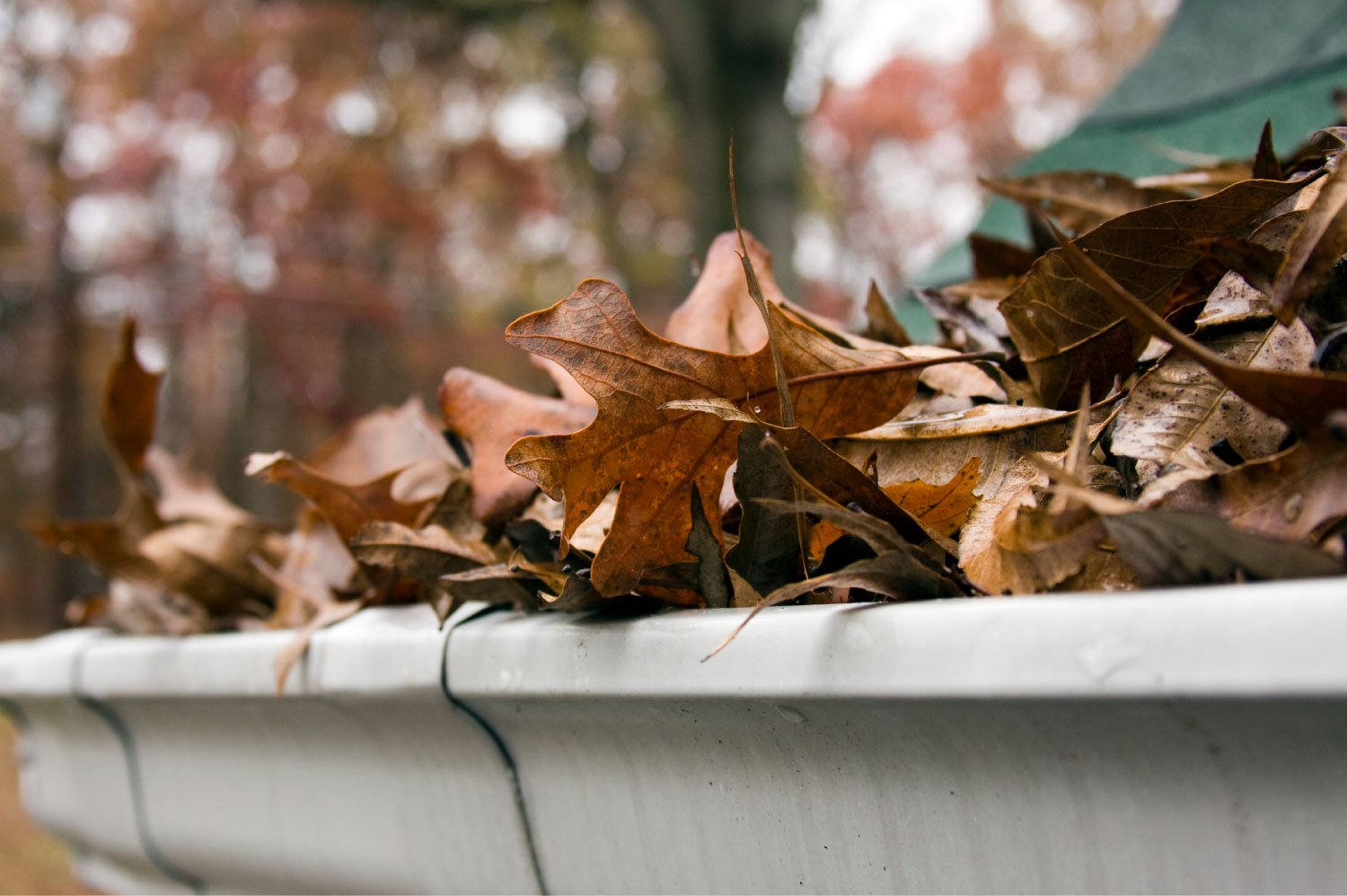 A close up of dead leaves overflowing a gutter