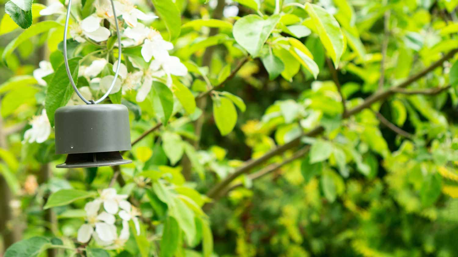 Deer repellent hanging on a blooming apple tree