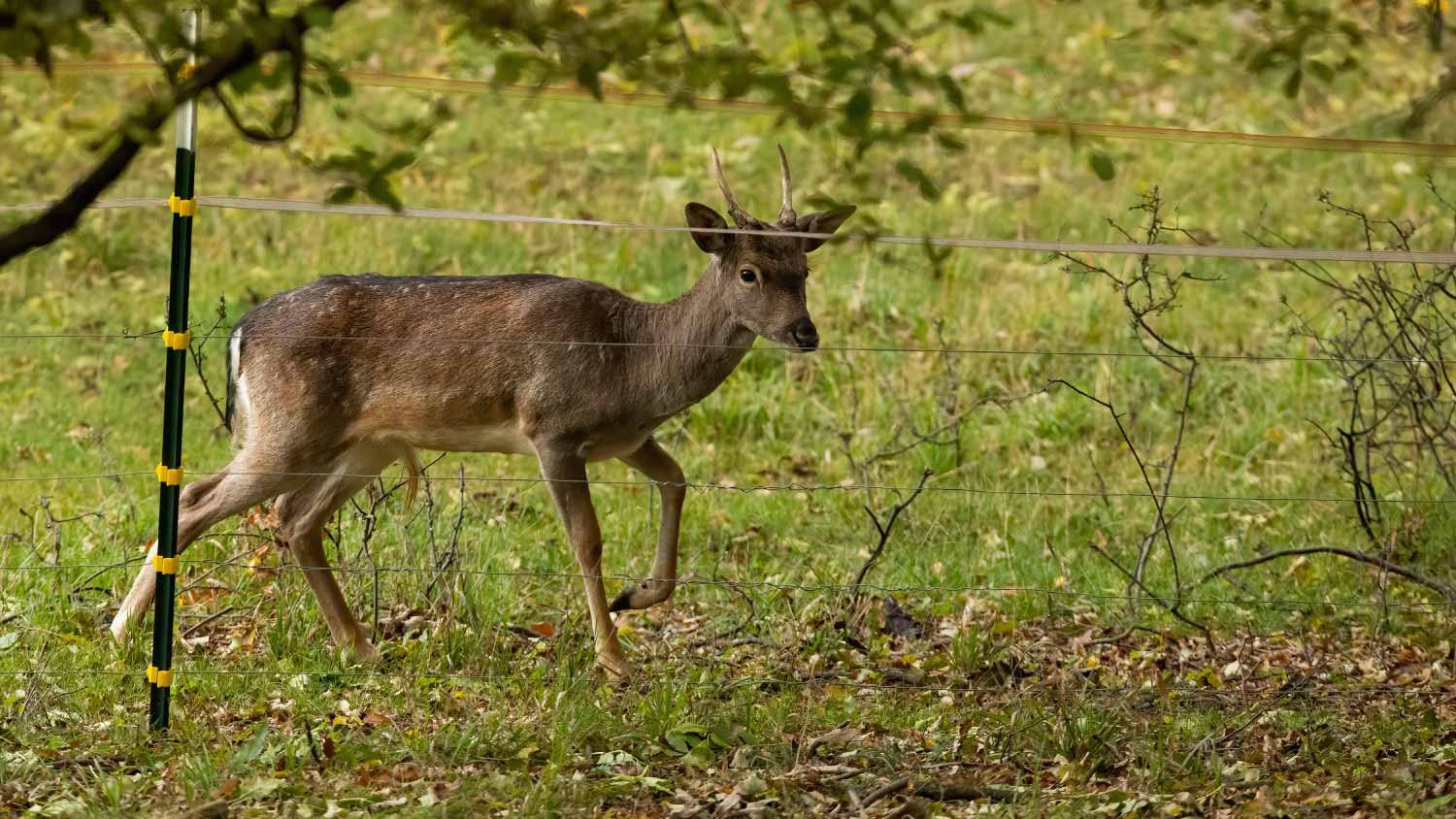 Deer trapped by electric fence