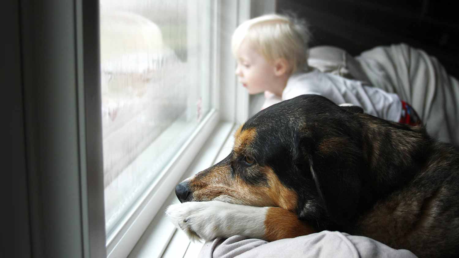 Dog and baby looking out window 