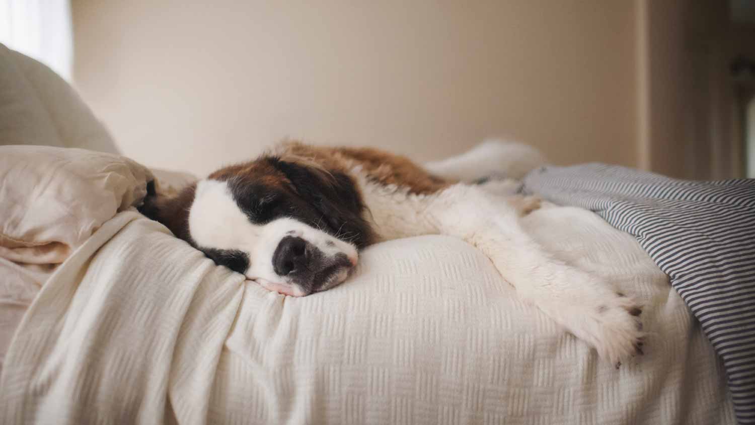 Dog lying on bed at home