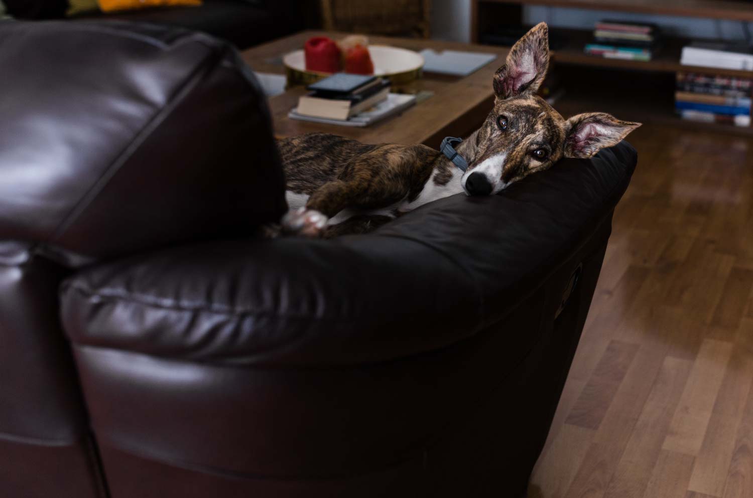 Dog lying on leather sofa in living room