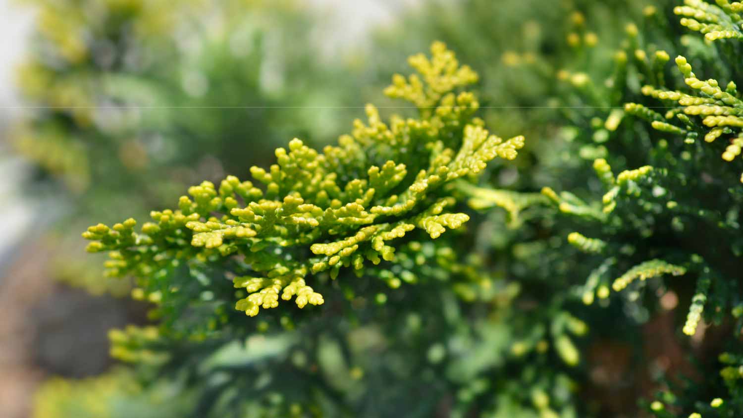 Dwarf golden Hinoki cypress