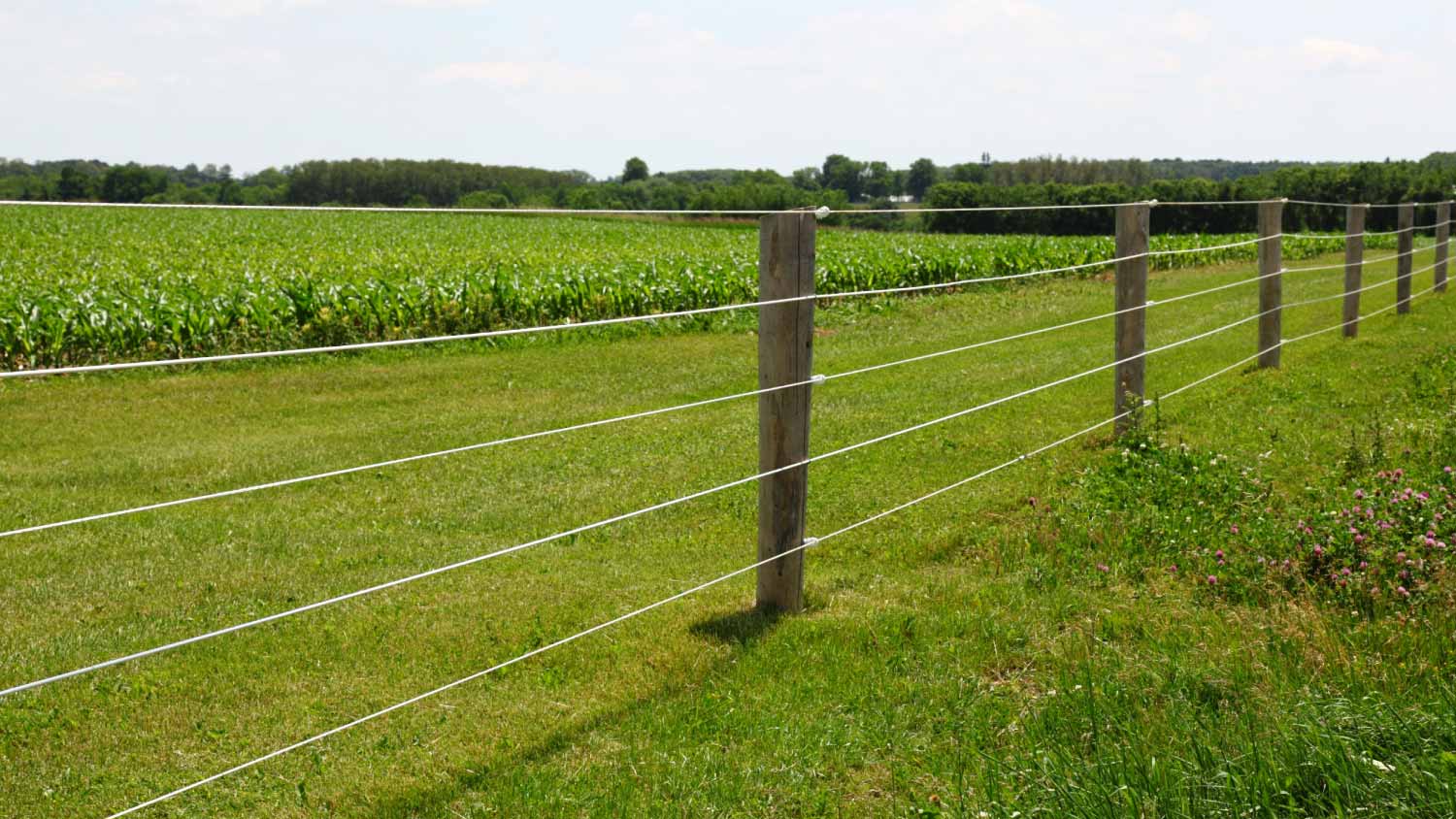 Electric Fence in garden