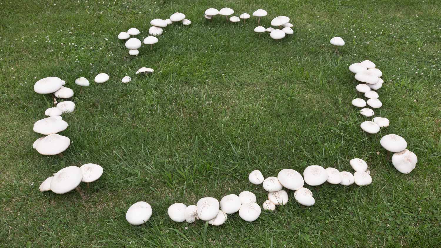 Fairy Ring Mushrooms