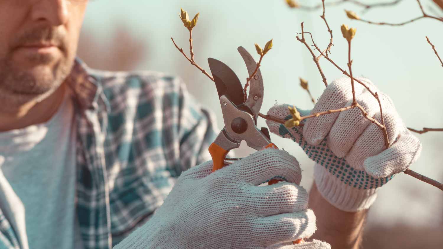 Farmer cutting branches in cherry fruit orchard