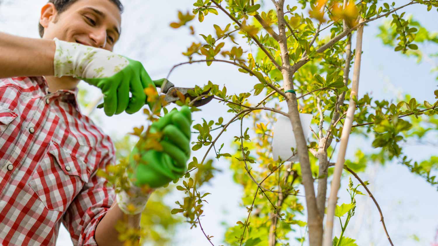 Farmer with scissor pruning a tree