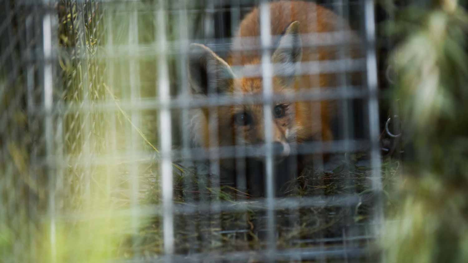 Fox trapped in cage