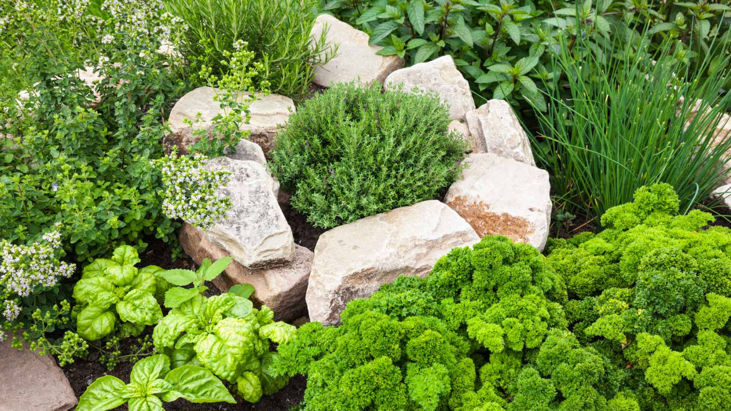 Fresh Herbs in the garden