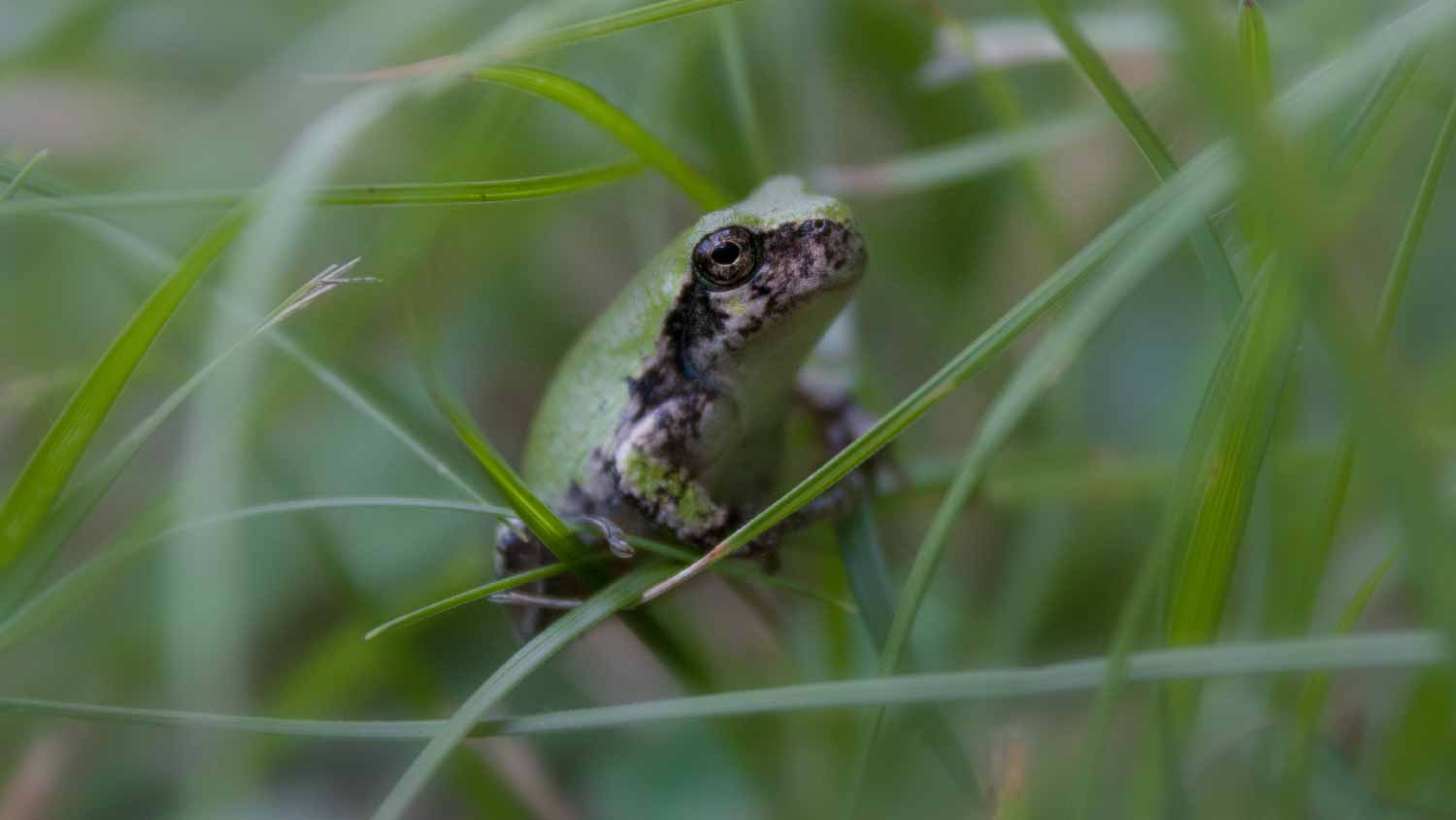 Frog standing on glass blades