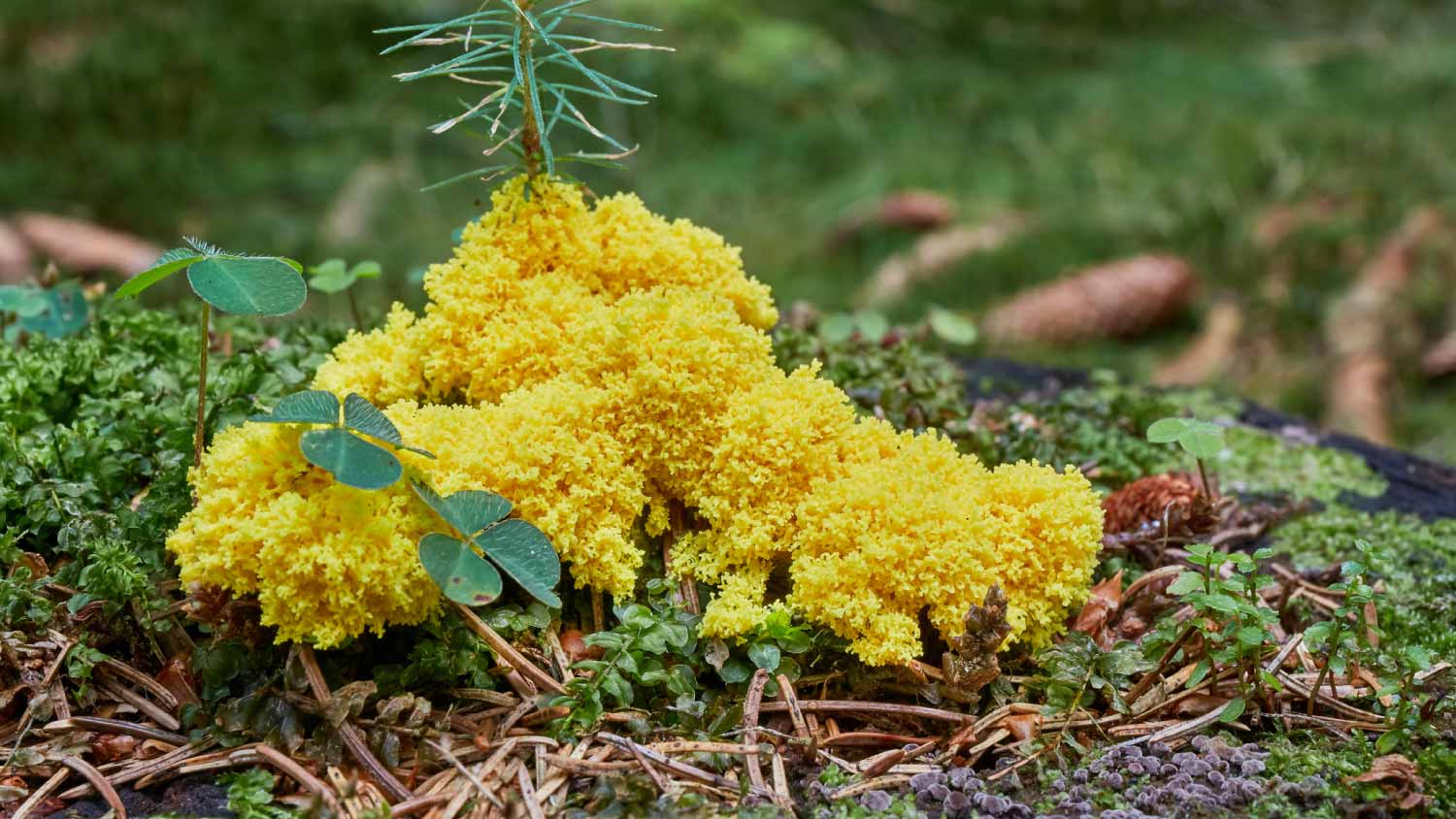 Fungus in the natural environment