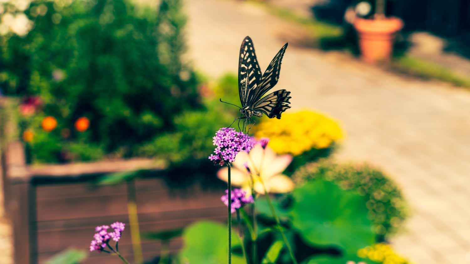 Garden with flower and butterfly