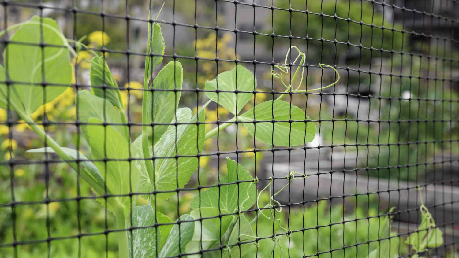 Garden mesh fence