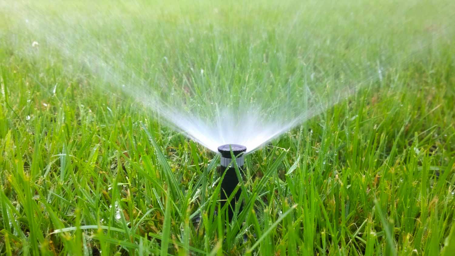 An in-ground sprinkler watering a lawn.