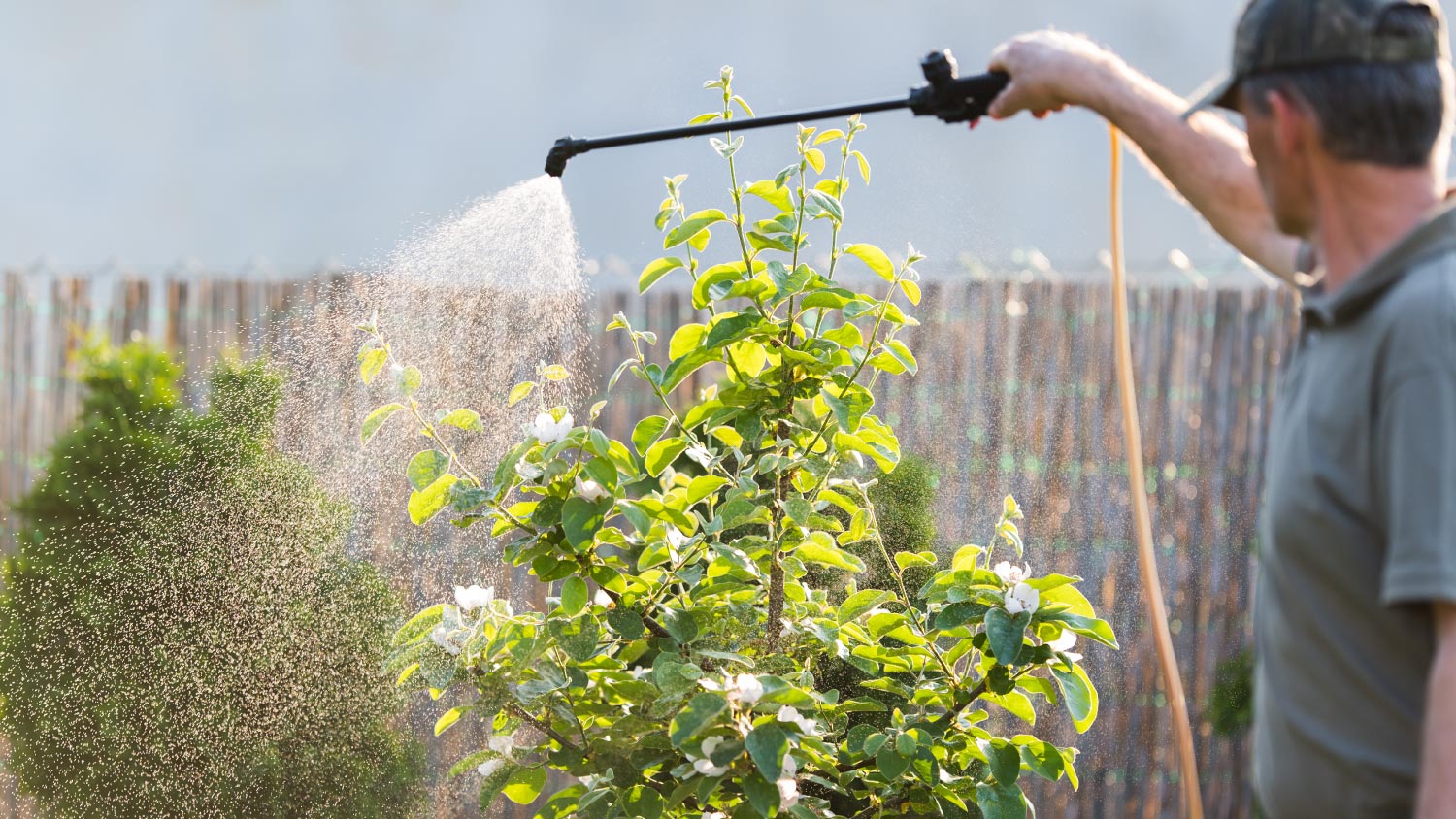 Gardener applying an insecticide fertilizer