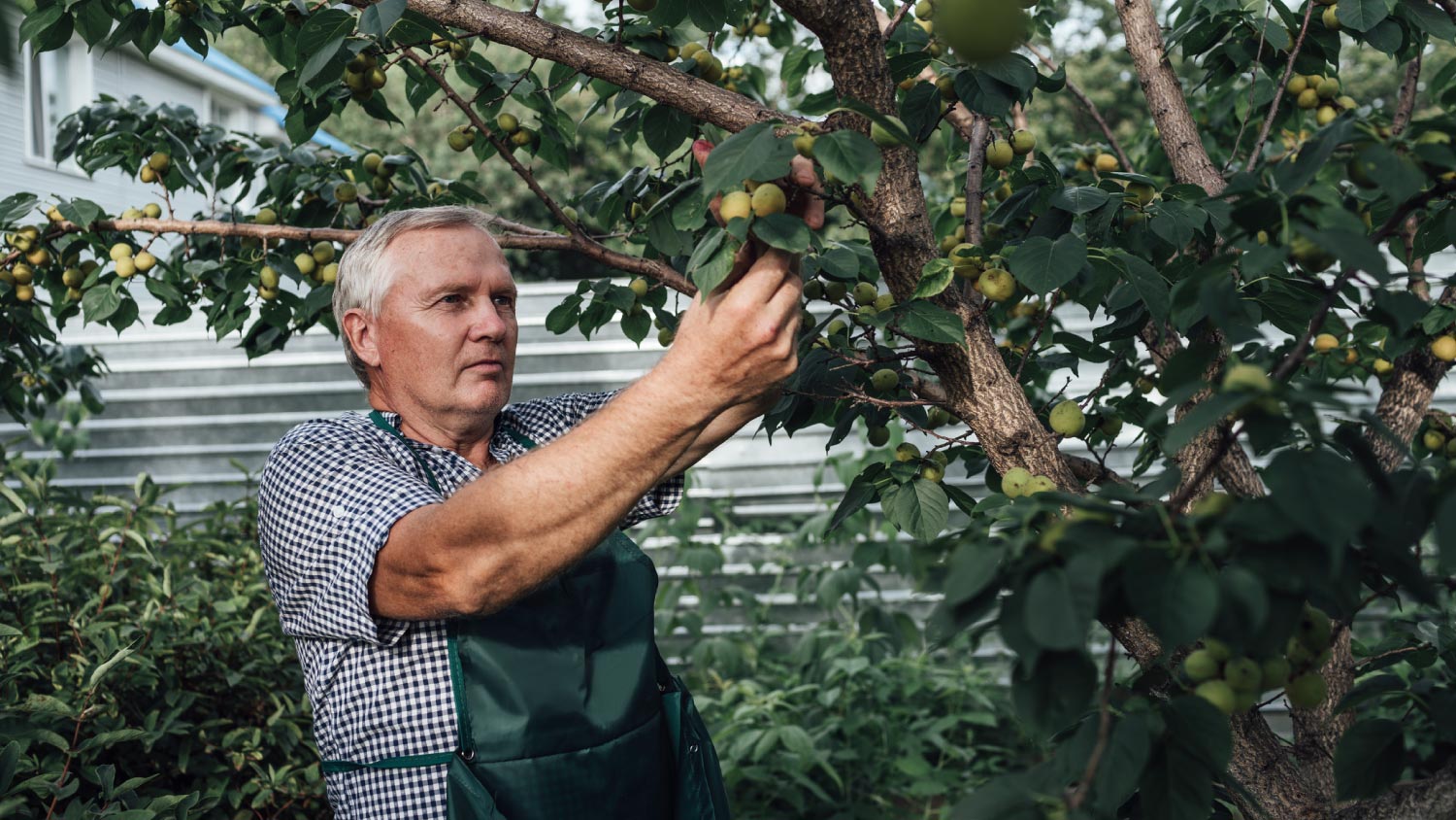 A gardener looking at apple tree in garden