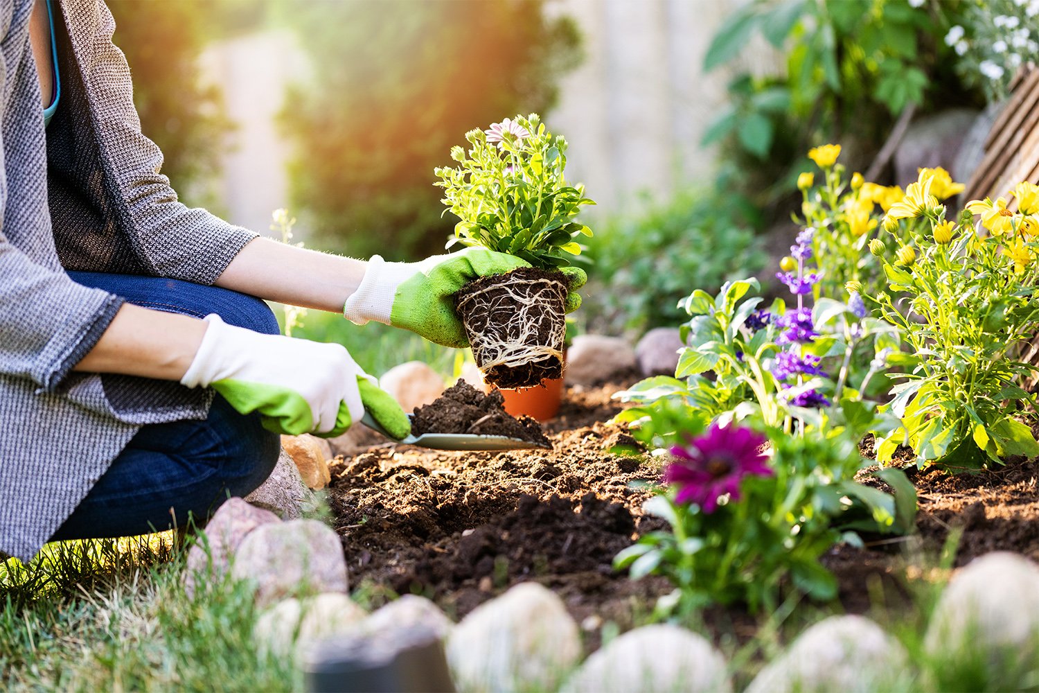 Gardener planting flowers in the backyard