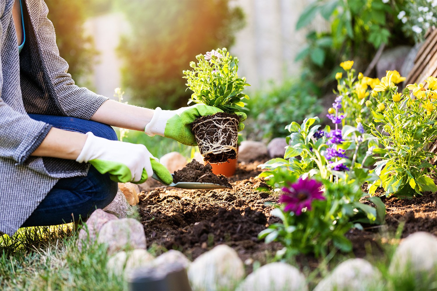  Gardener planting flowers in the backyard