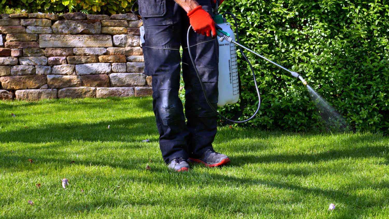 Gardener spraying weed killer on lawn