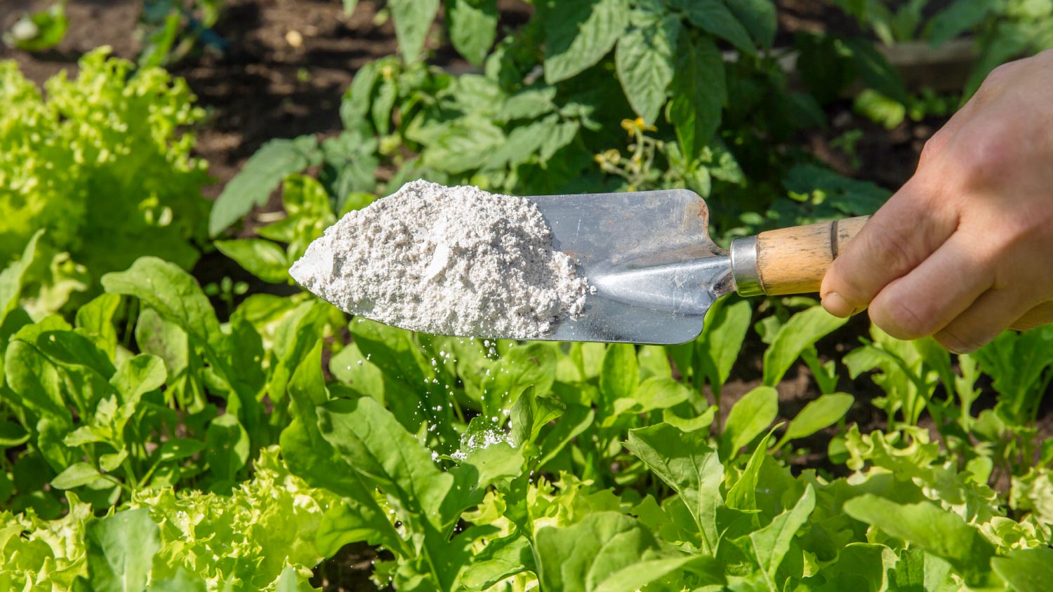 Gardener sprinkling Diatomaceous earth