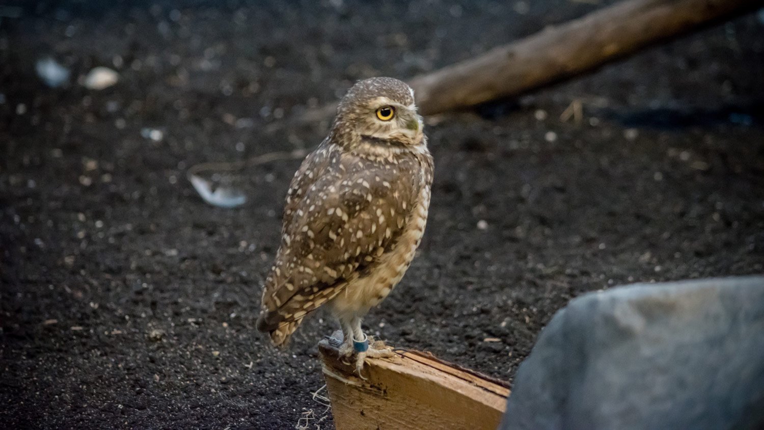 Owl on perch in yard