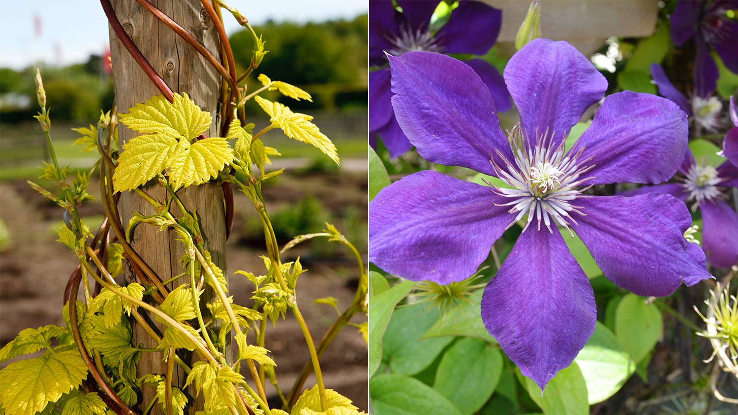 Golden Hop vine and purple Clematis Polish Spirit