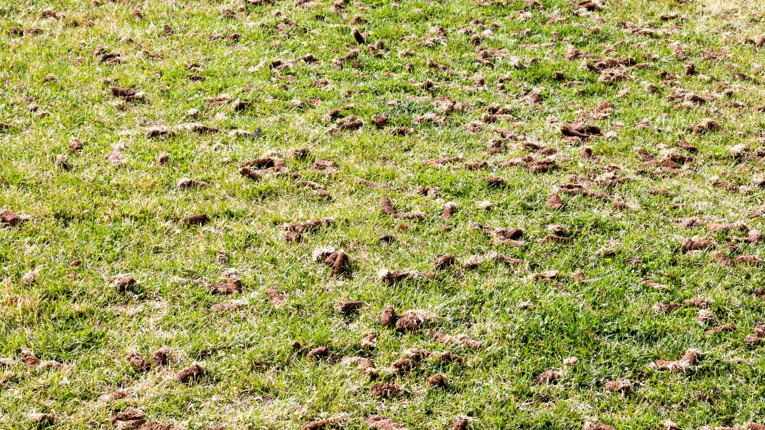 Grass that has been aerated 