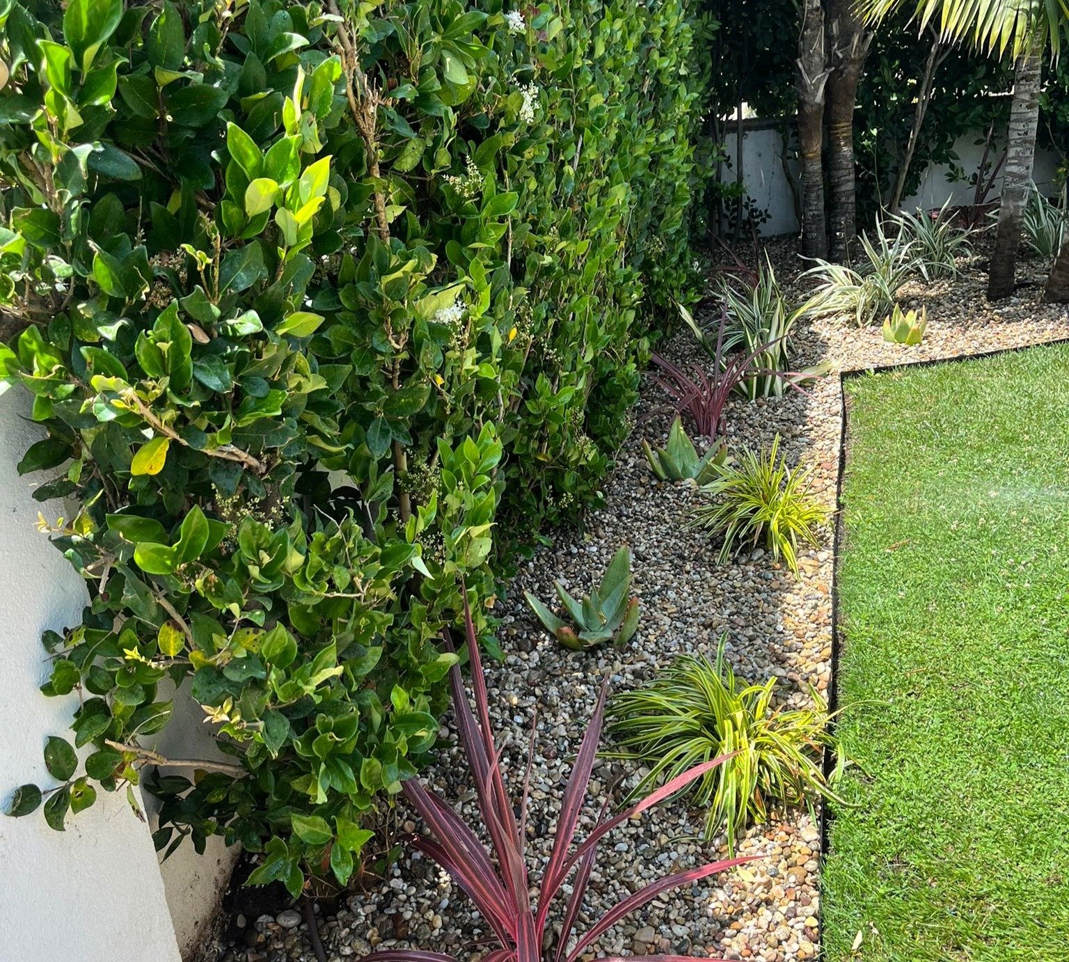 Green Republic bushes