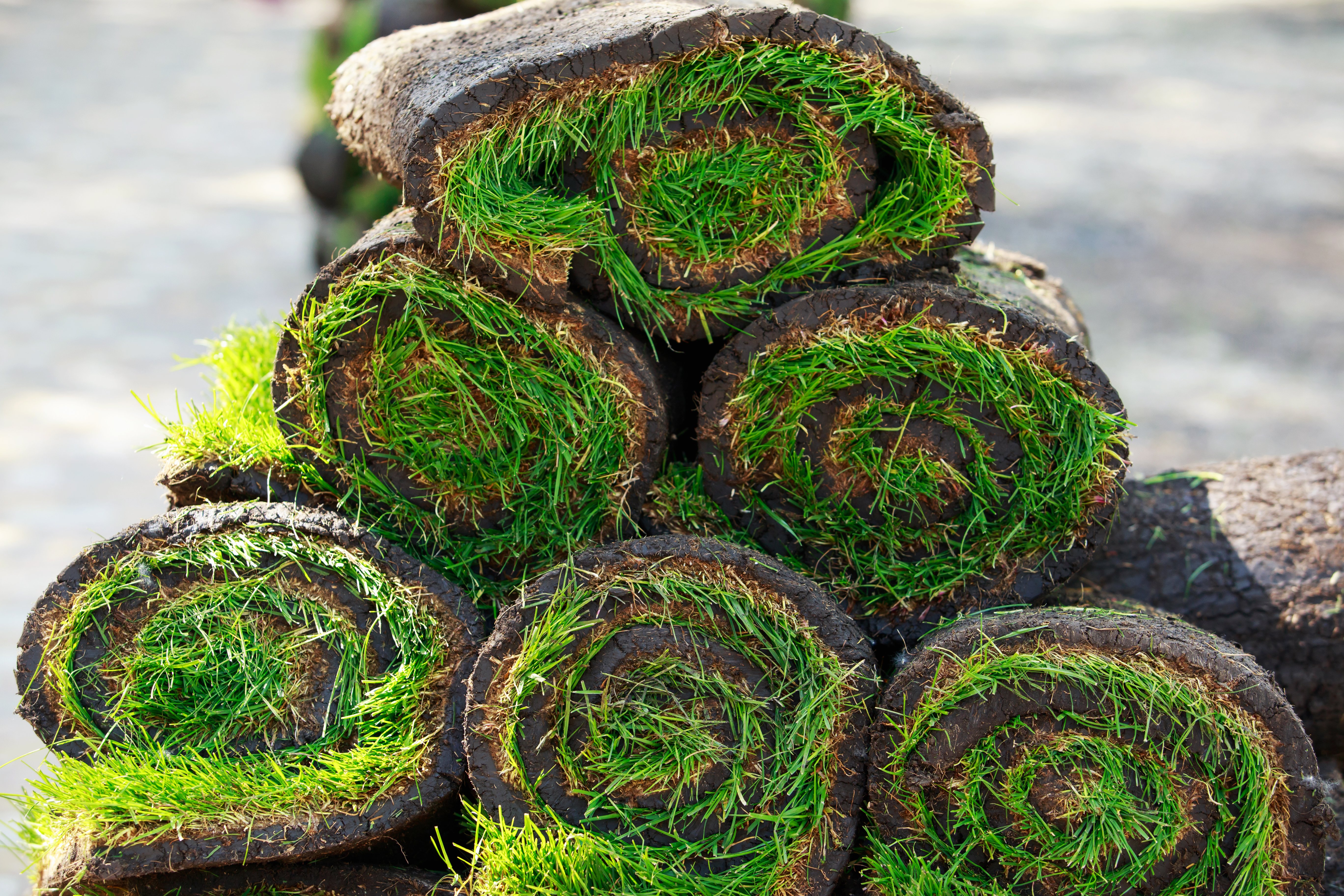 Green lawn grass in rolls