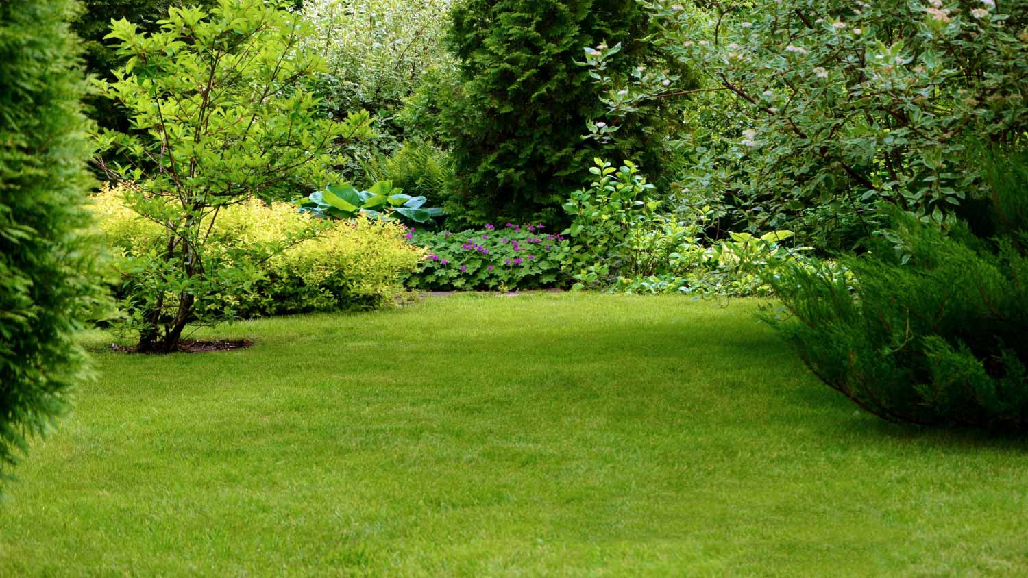 Green lawn surrounded by beautiful plants