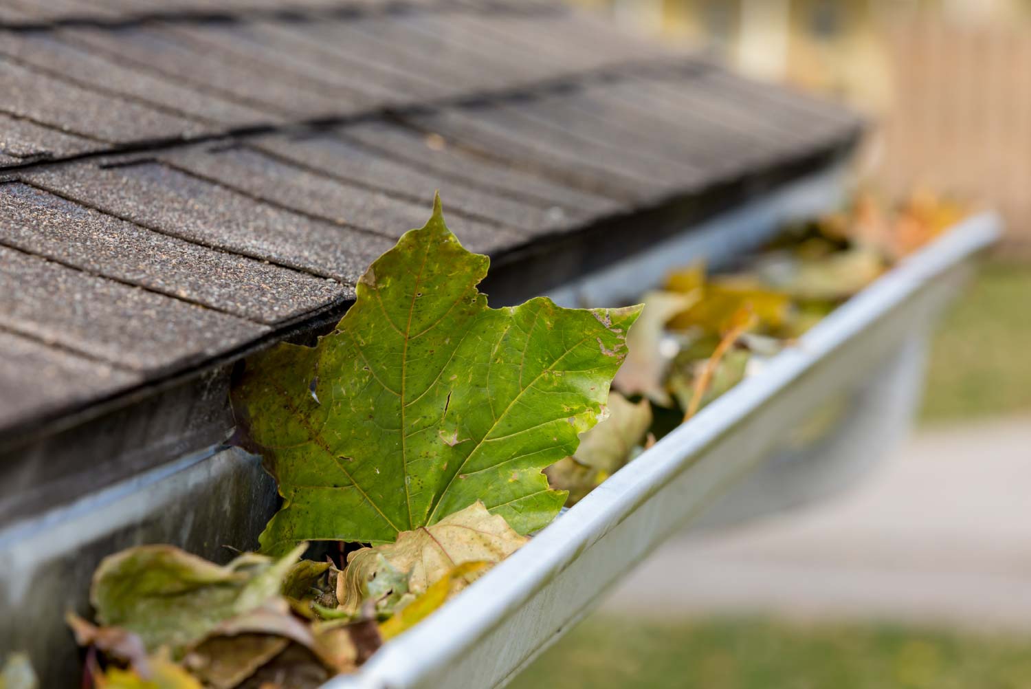 Close up of house gutter clogged with leaves