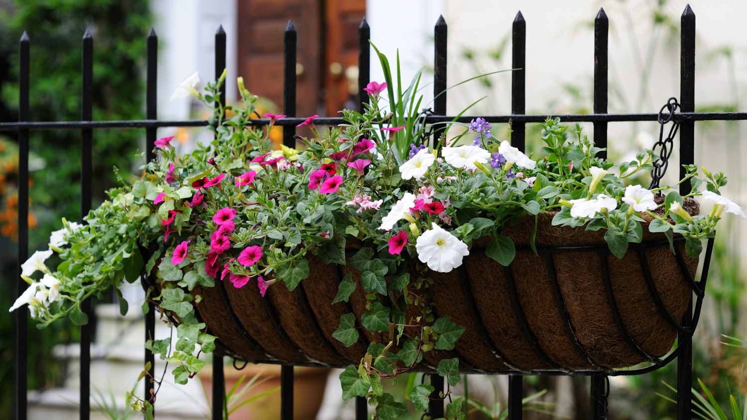 Hanging flowers on fence