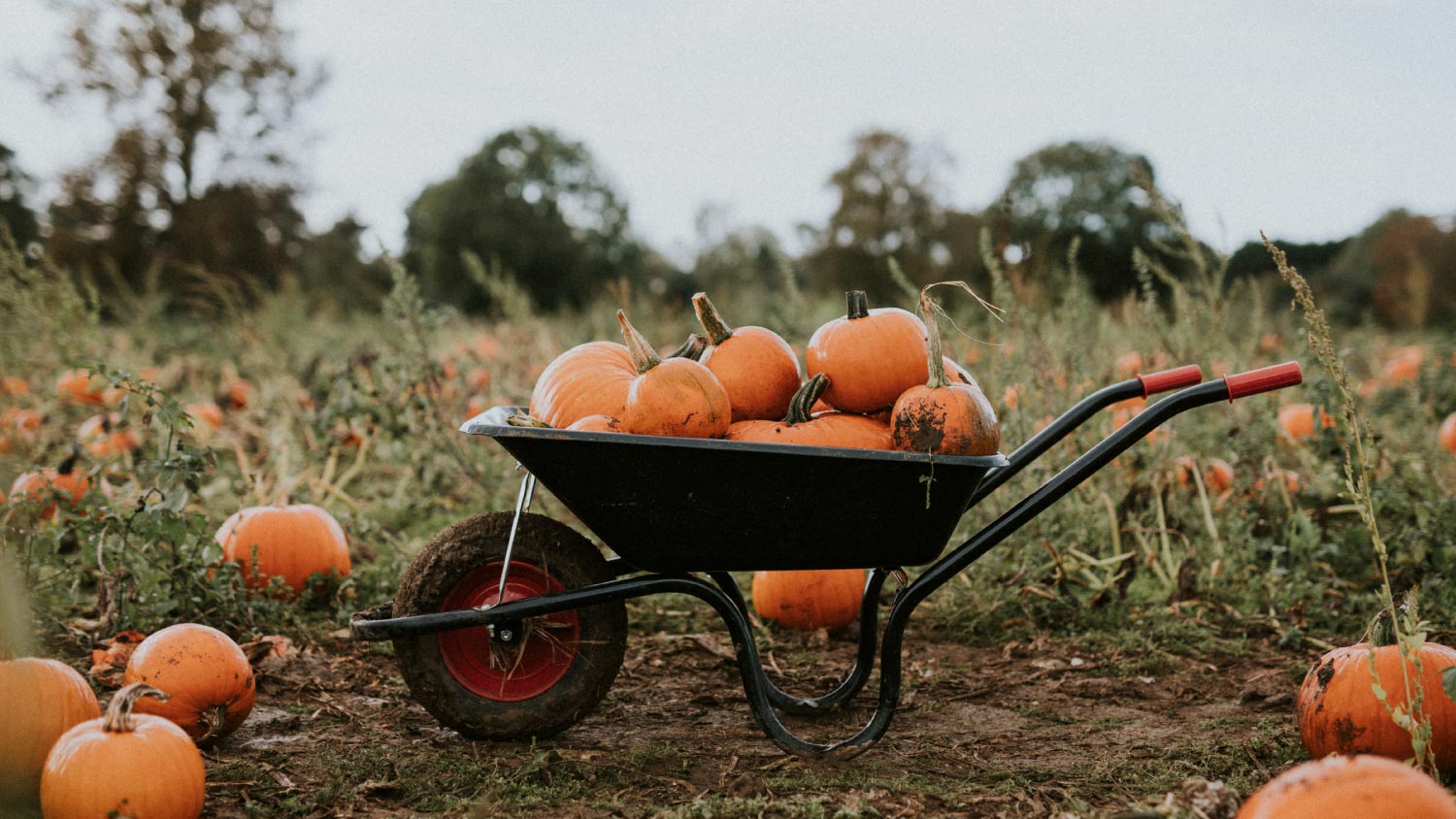 Heap of pumpkins in wheelbarrow on field