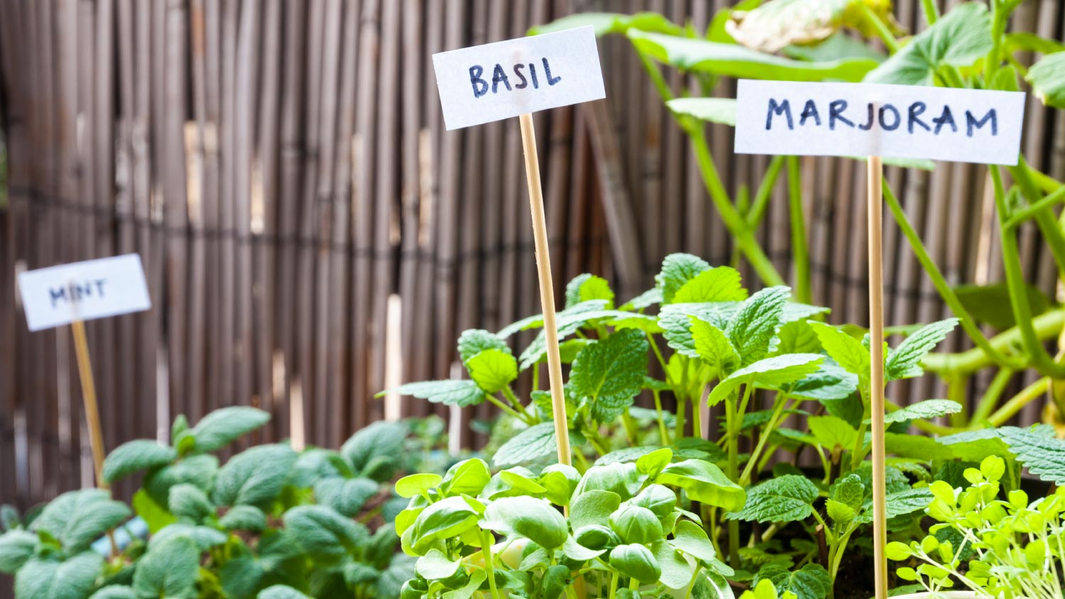 Herb garden with signs